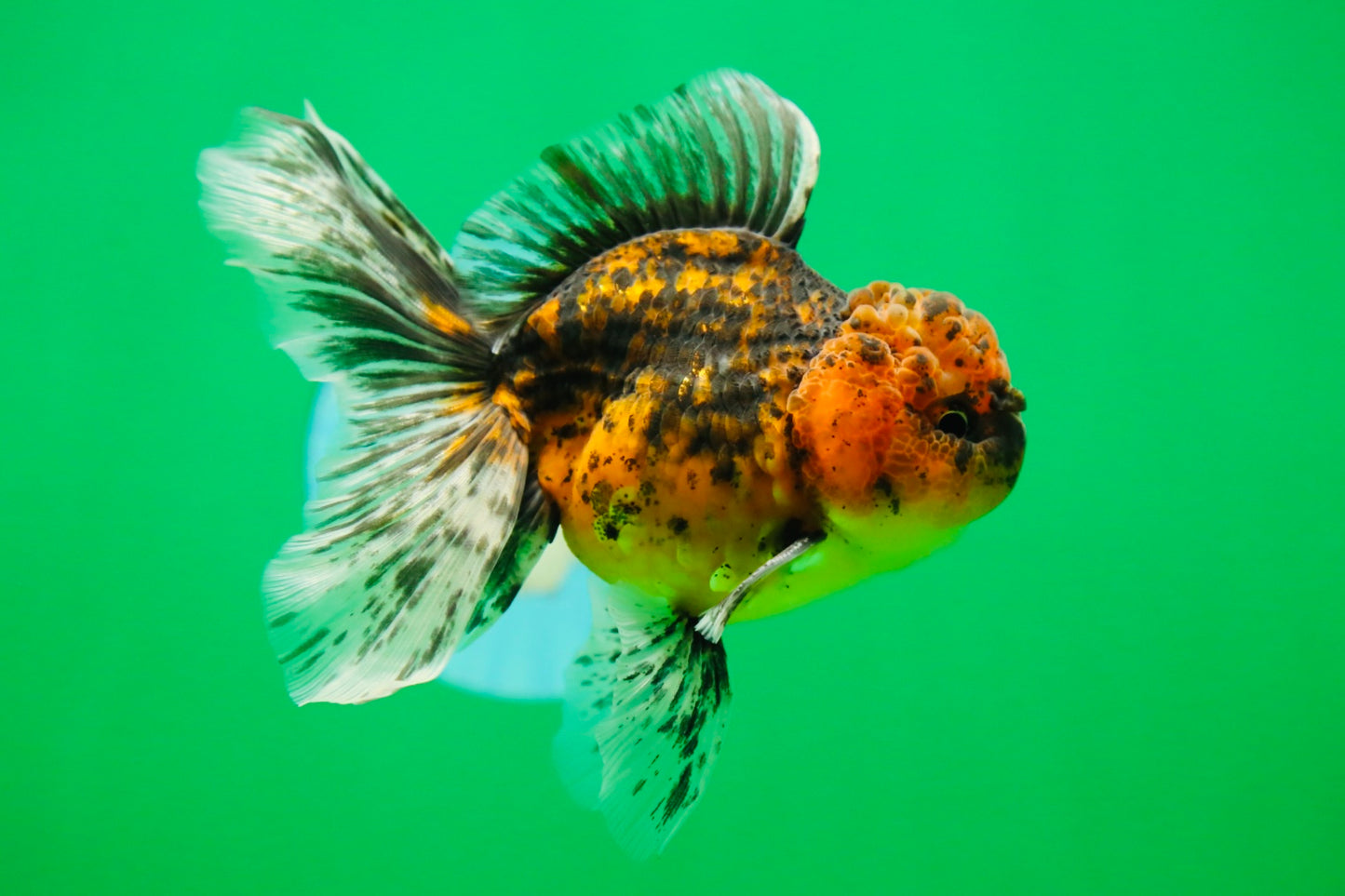 [SINGLE] Tiger Oranda Male 4.5 inches #090525SO_09