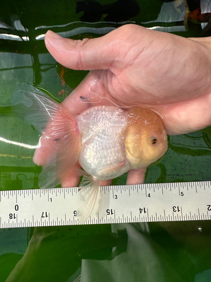 [COUPLE] Panda & Lemonhead Oranda size 4.5 inches #111524CO_05