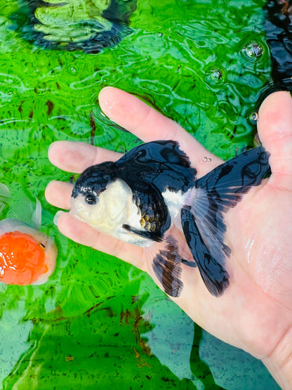 [SINGLE] Panda Oranda Male size 4 inches #112224SO_08