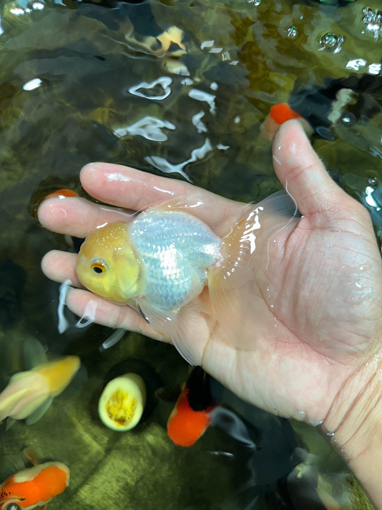 [SINGLE] White Male Oranda 4 inches #101025SO_10