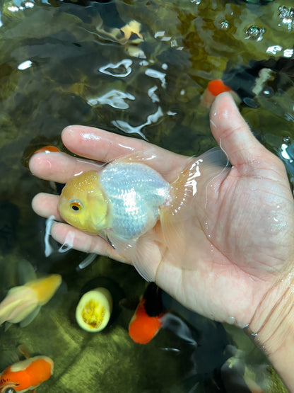 [SINGLE] White Male Oranda 4 inches #101025SO_10