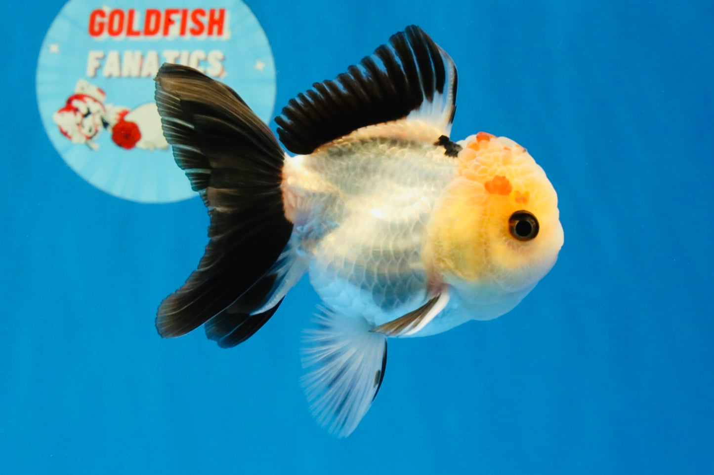 [SINGLE] Tricolor Oranda Male 4 inches #031326SO_06
