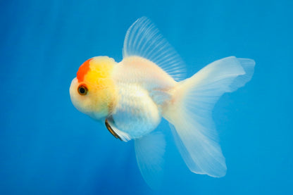 [SINGLE] Red White Oranda Female 4 inches #032026SO_01