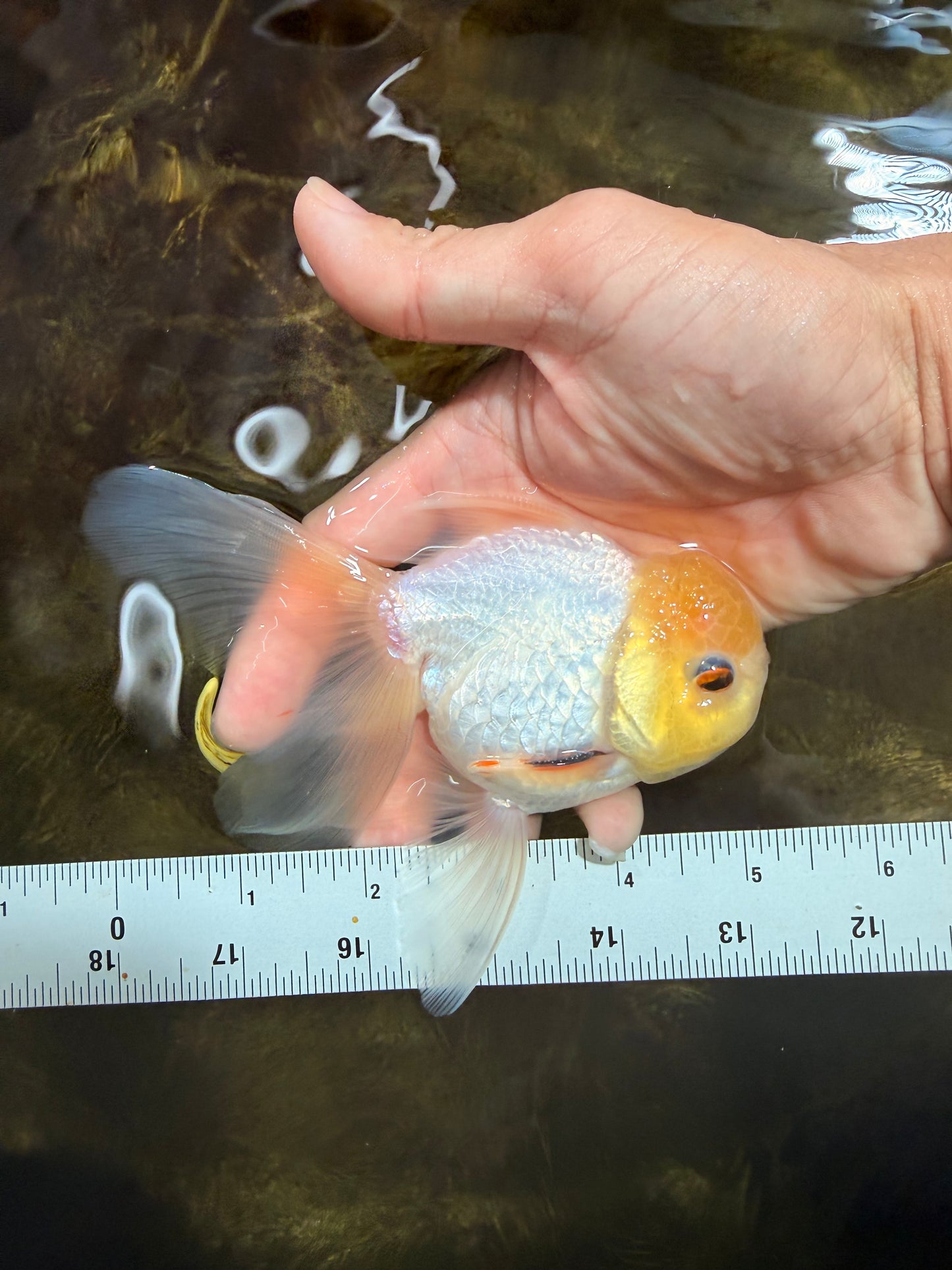 [SINGLE] White Male 5 inches #101725SO_04