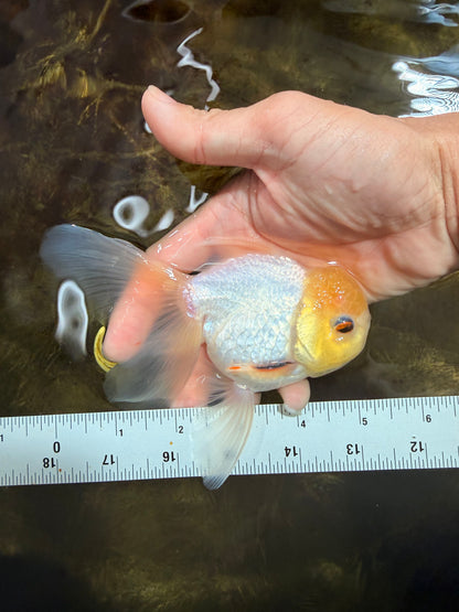 [SINGLE] White Male 5 inches #101725SO_04