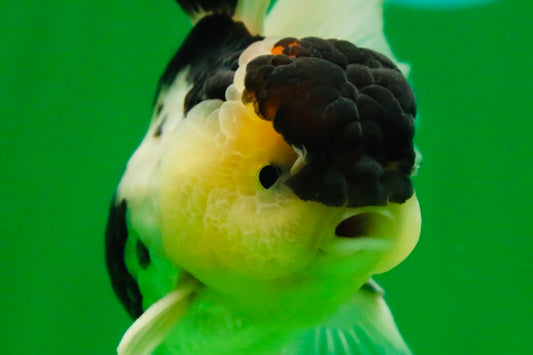 [SINGLE] Panda Oranda Male 4.5-5 inches #080825SO_07