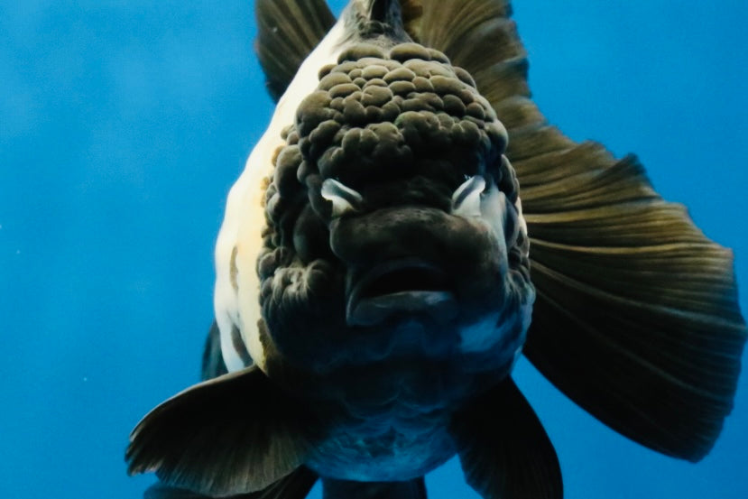 [SINGLE] Panda Oranda Female 4.5-5 inches #040326SO_01