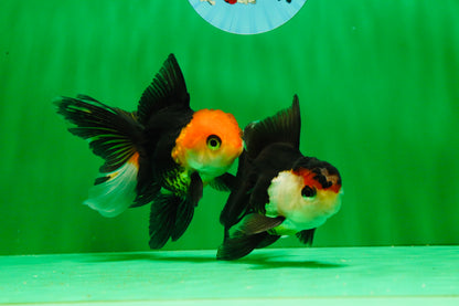 [COUPLE] Tricolor Oranda Male & Female 4-4.5 inches #101025CO_01