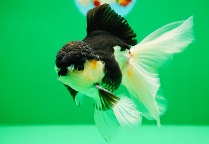 [SINGLE] Panda Oranda Male 5 inches #090525SO_05