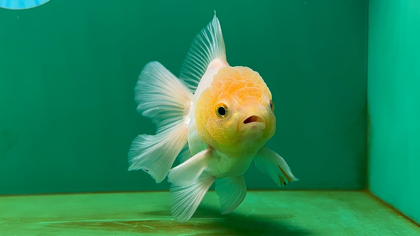 [SINGLE] White Oranda Male 4.5 inches #060625SO_03