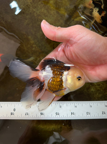 [SINGLE] Panda Oranda Female 4.5 inches #080825SO_04