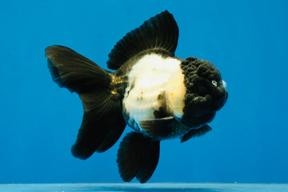 [SINGLE] Panda Oranda Female 4.5-5 inches #040326SO_01