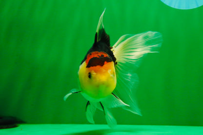 [SINGLE] Tricolor Male Oranda 4.5-5 inches #101025SO_11