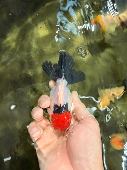 [SINGLE] Tancho Tricolor Oranda Male 4-4.5 inches #031326SO_05