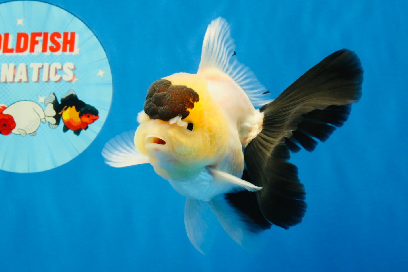 [SINGLE] Panda Oranda Male 4-4.5 inches #022726SO_09