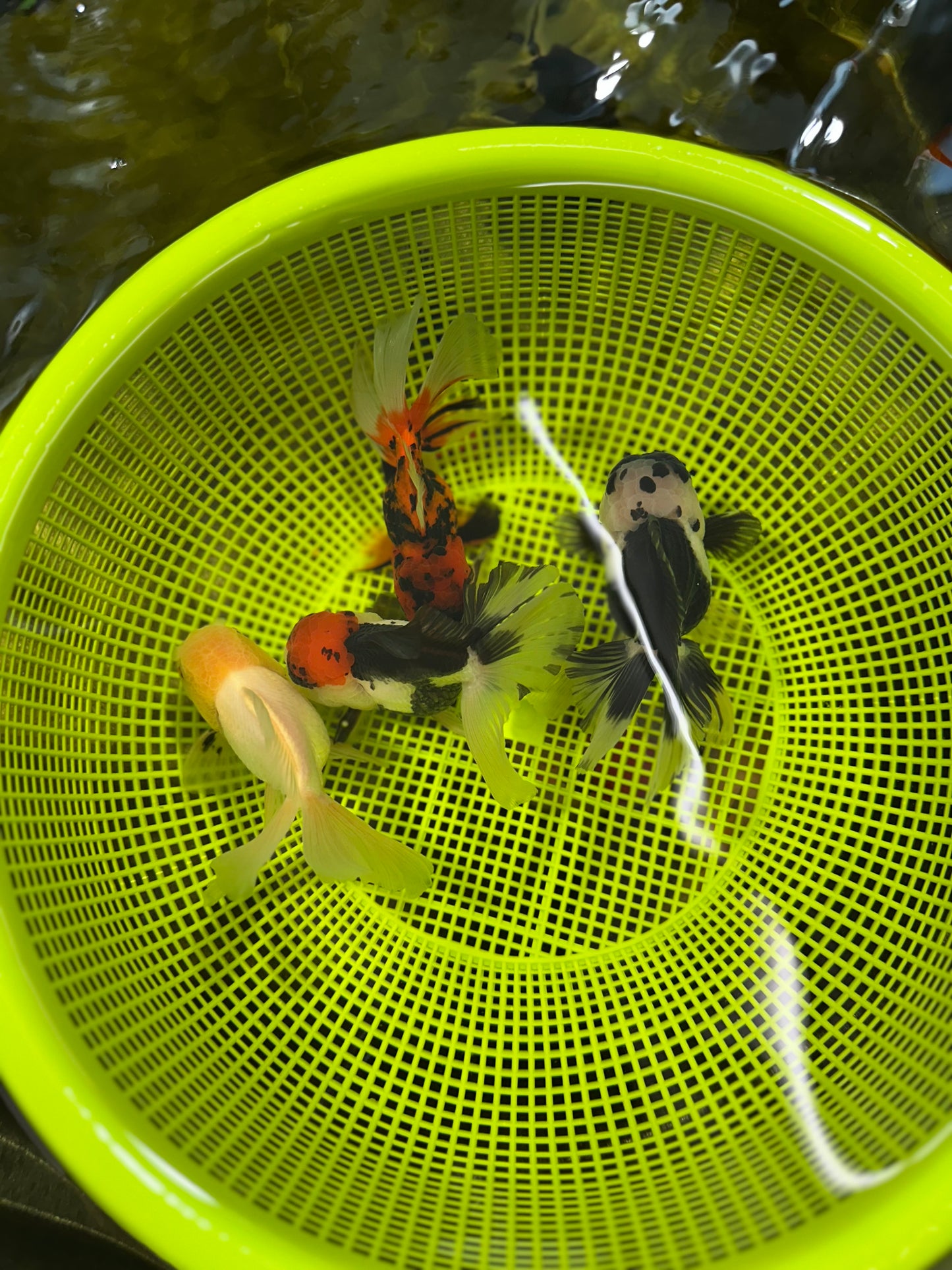 [QUAD] Mix Color All Male Oranda 4.5 inches #051625QO_08