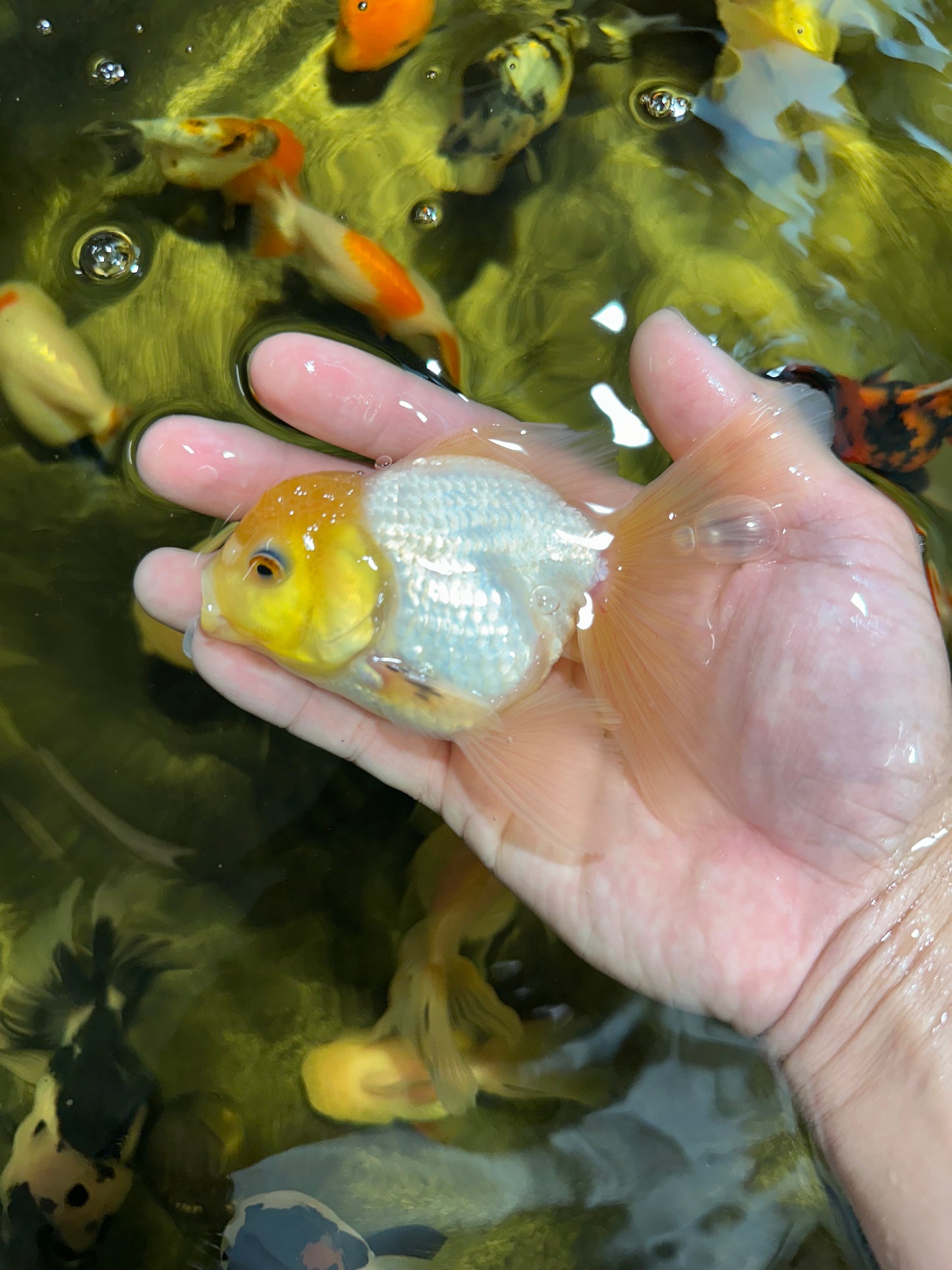 [QUAD] Mix Color All Male Oranda 4.5 inches #051625QO_08