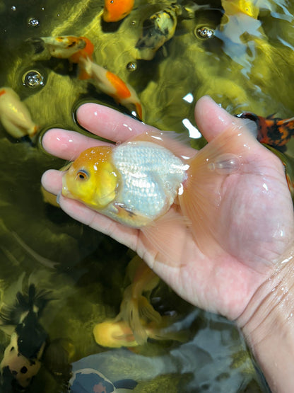 [QUAD] Mix Color All Male Oranda 4.5 inches #051625QO_08