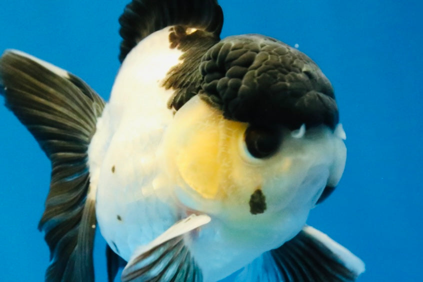 [SINGLE] Panda Oranda Male 4.5 inches #040326SO_08