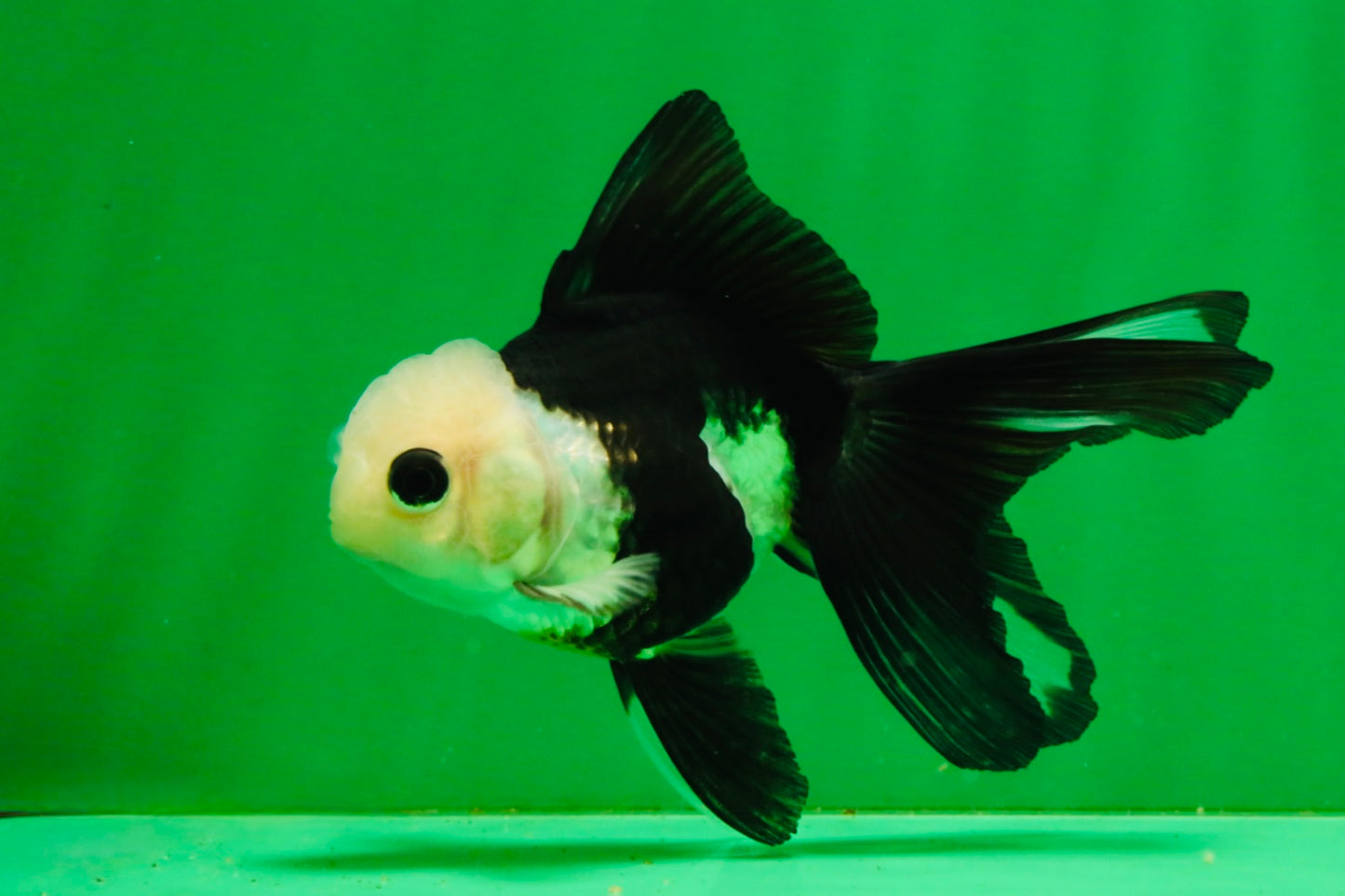 [SINGLE] Panda Button Eyes Oranda Female 4-4.5 inches #111425SO_07