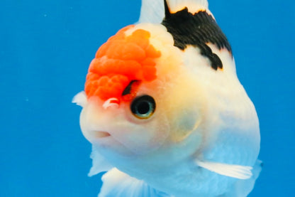 [SINGLE] Tricolor Oranda Male 4.5 inches #022726SO_02