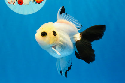 [SINGLE] Panda Oranda Male 4 inches #041026SO_08
