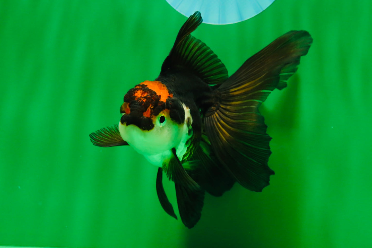 [COUPLE] Red White Male & Tricolor Female Oranda 4-4.5 inches #101025CO_08