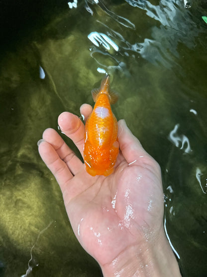 [COUPLE] Red White Male & Orange Female 3-3.5 inches #050225CL_12