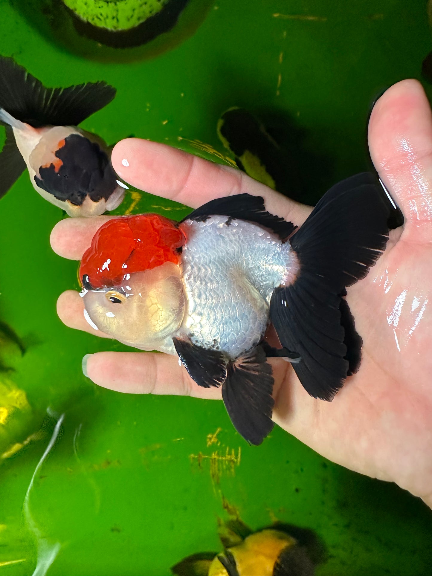 [COUPLE] - Red Head Tricolor & Panda Oranda 4-4.5 inches #110824CO_18