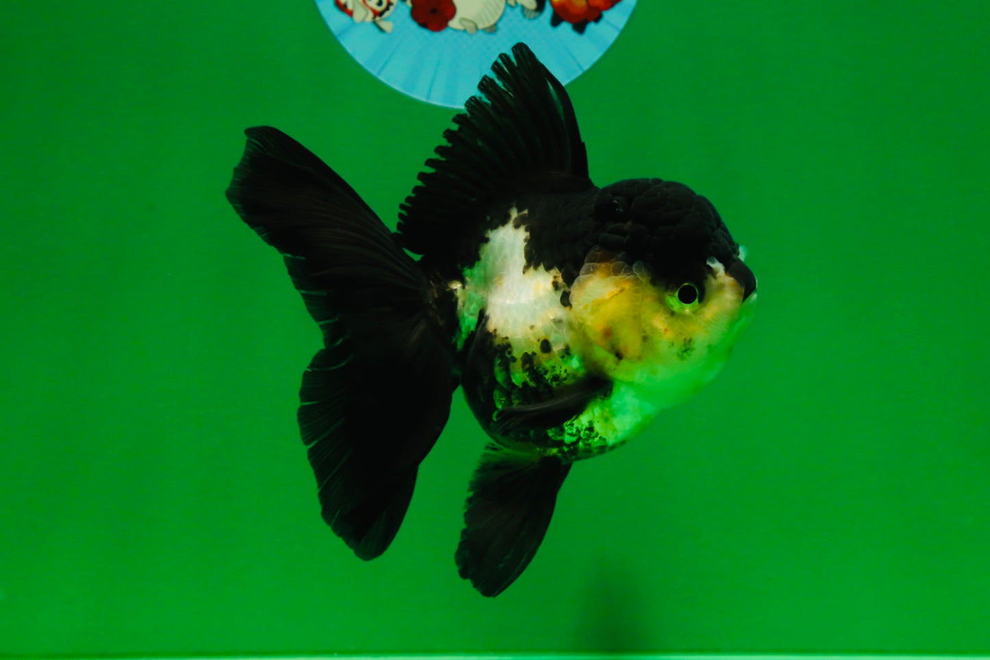 [SINGLE] Panda Oranda Female 4.5 inches #082225SO_12