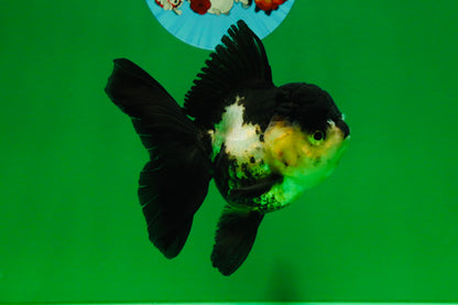 [SINGLE] Panda Oranda Female 4.5 inches #082225SO_12