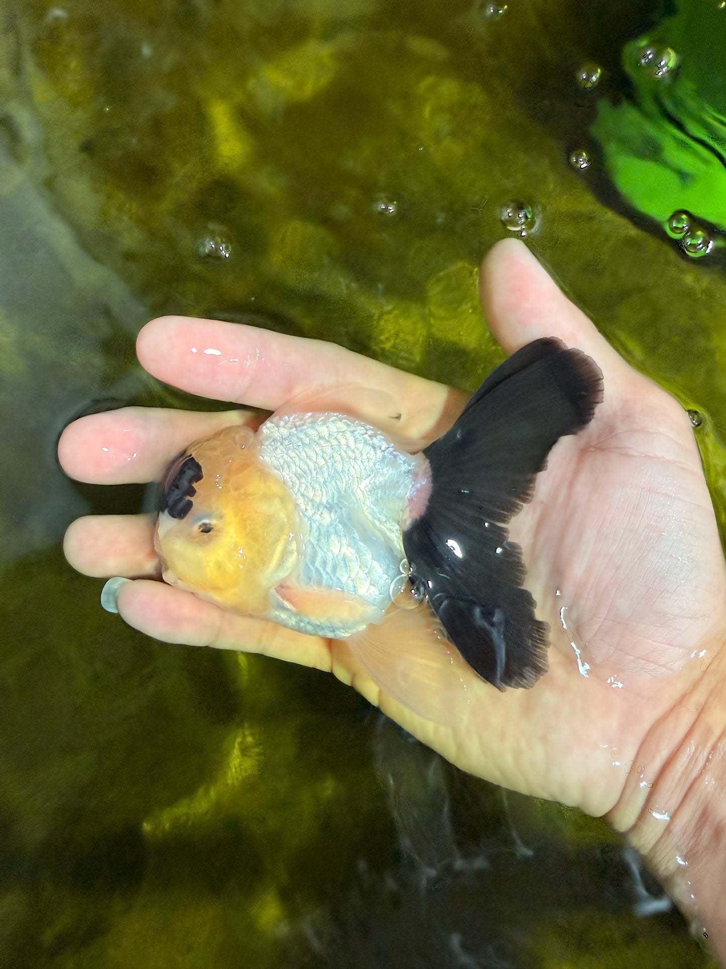 [SINGLE] Panda Oranda Male 4-4.5 inches #022726SO_09