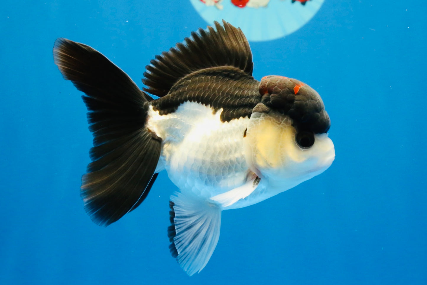 [SINGLE] Tricolor Bottom Eyes Oranda Male 4-4.5 inches #022726SO_07