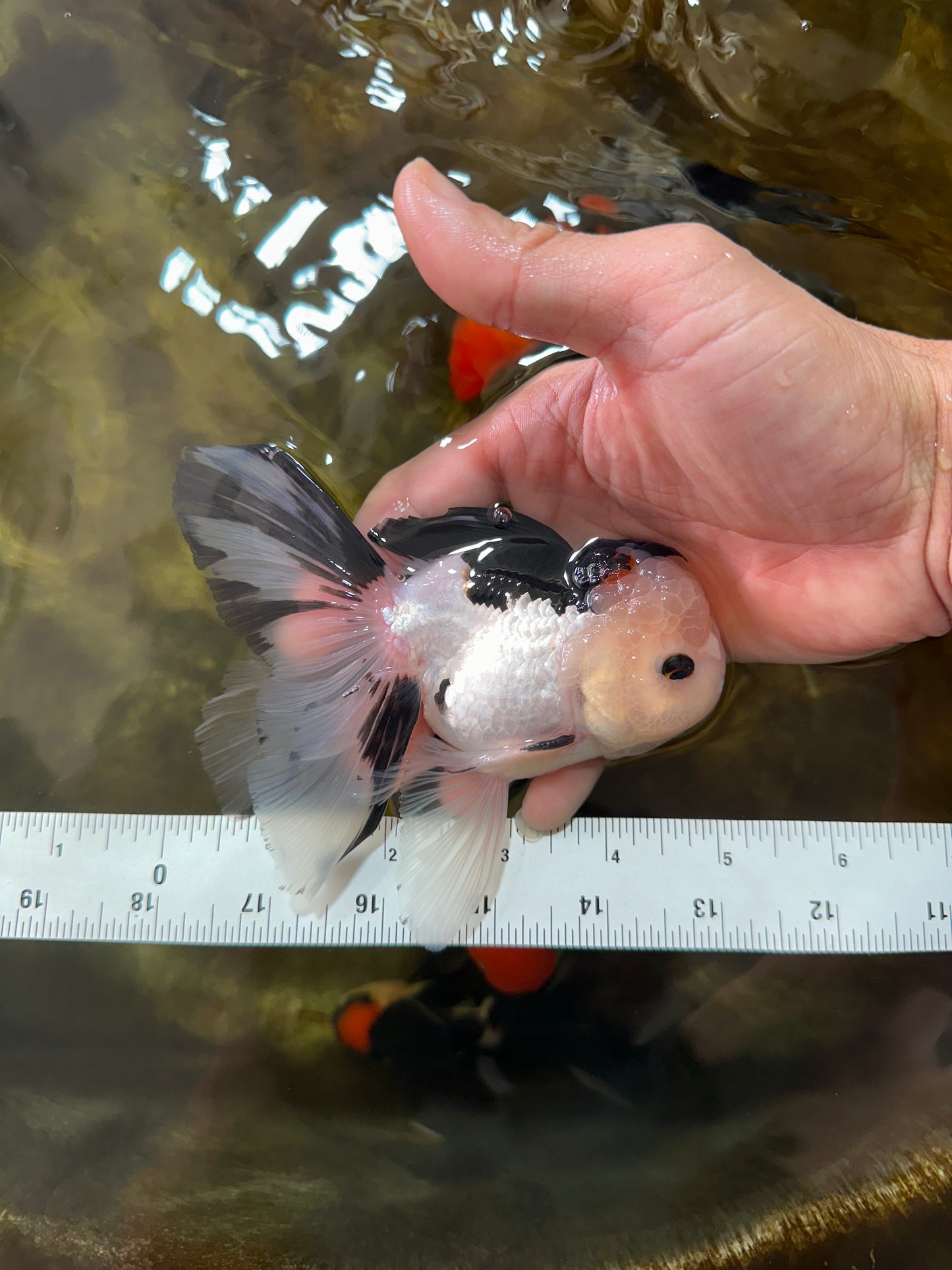 [SINGLE] Tricolor Male Oranda 5 inches #080125SO_12