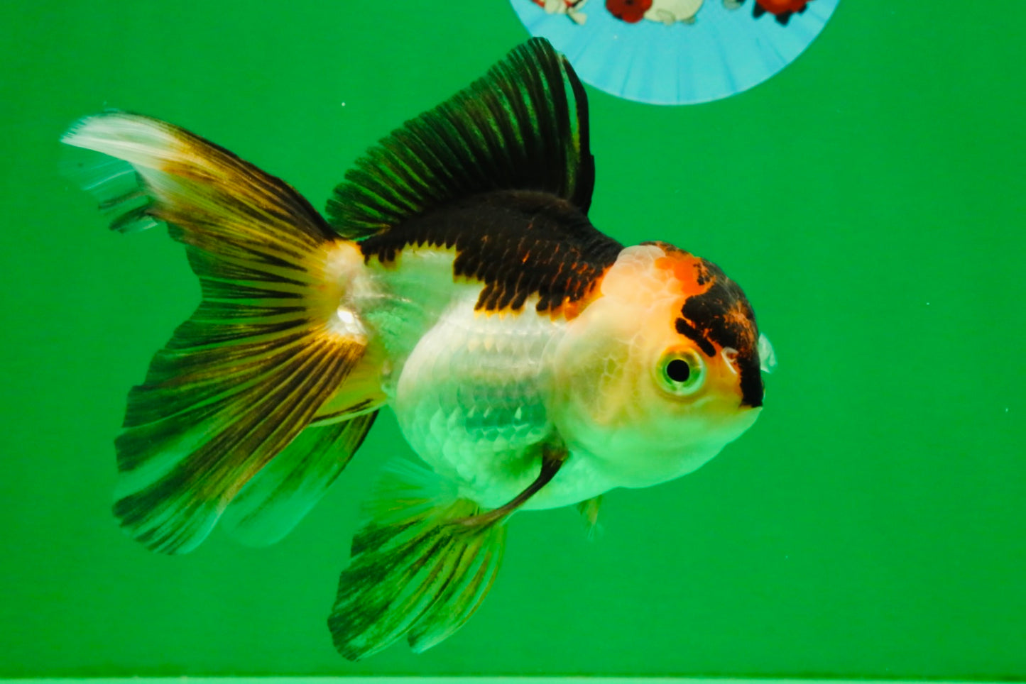 [SINGLE] Tricolor Oranda Female 4.5 inches #112125SO_08