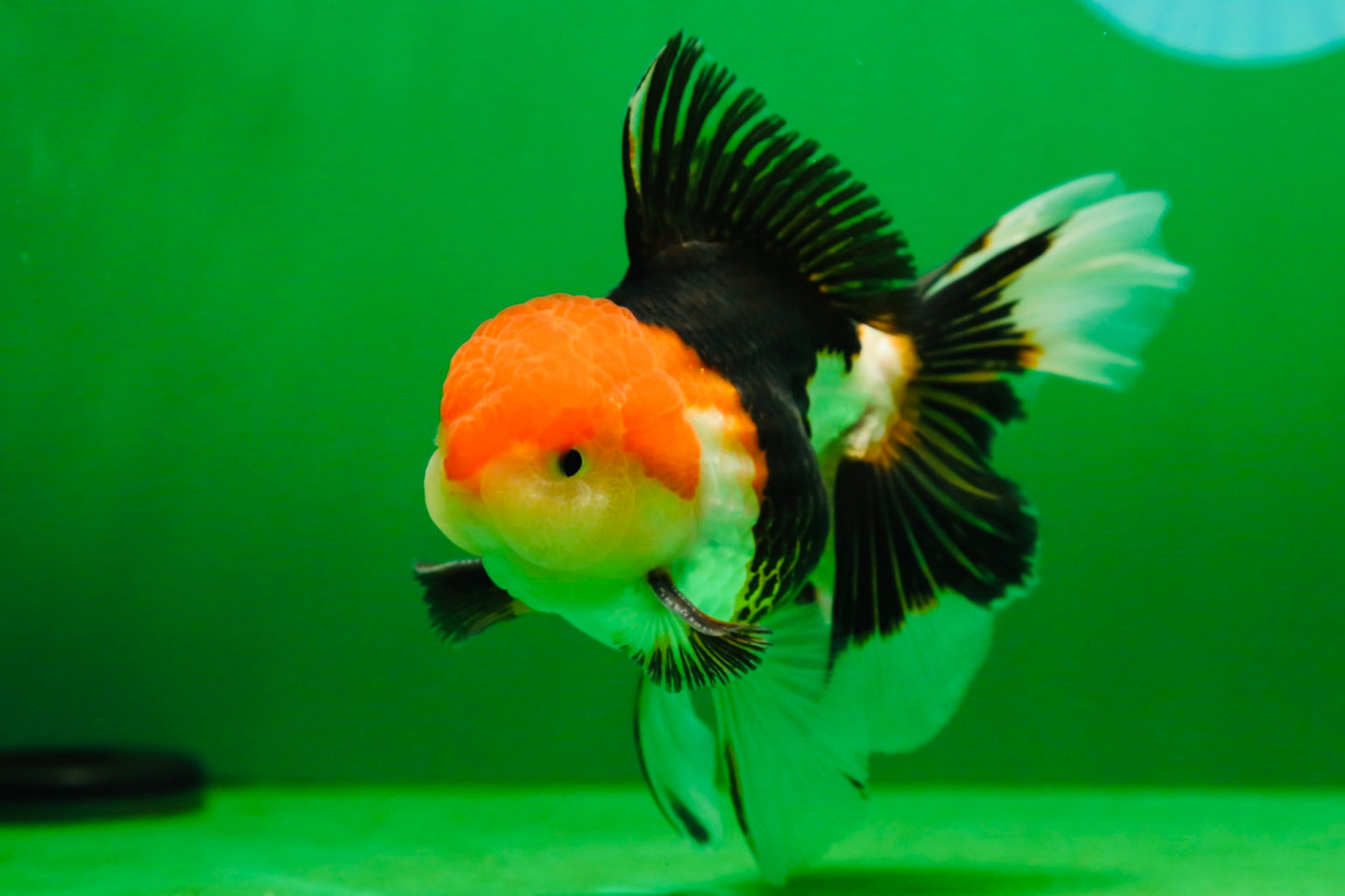 [SINGLE] Tricolor Oranda Male 4.5-5 inches #080125SO_16