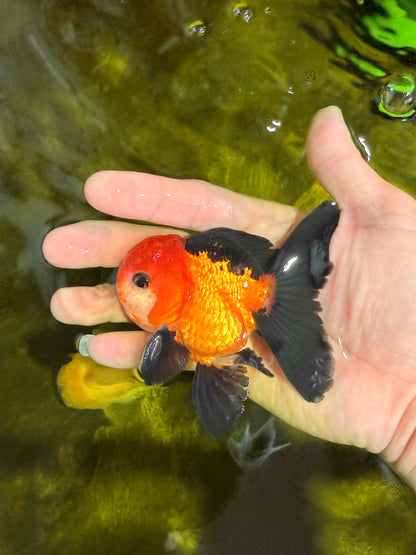 [SINGLE] Apache Oranda Male 4 inches #022726SO_08