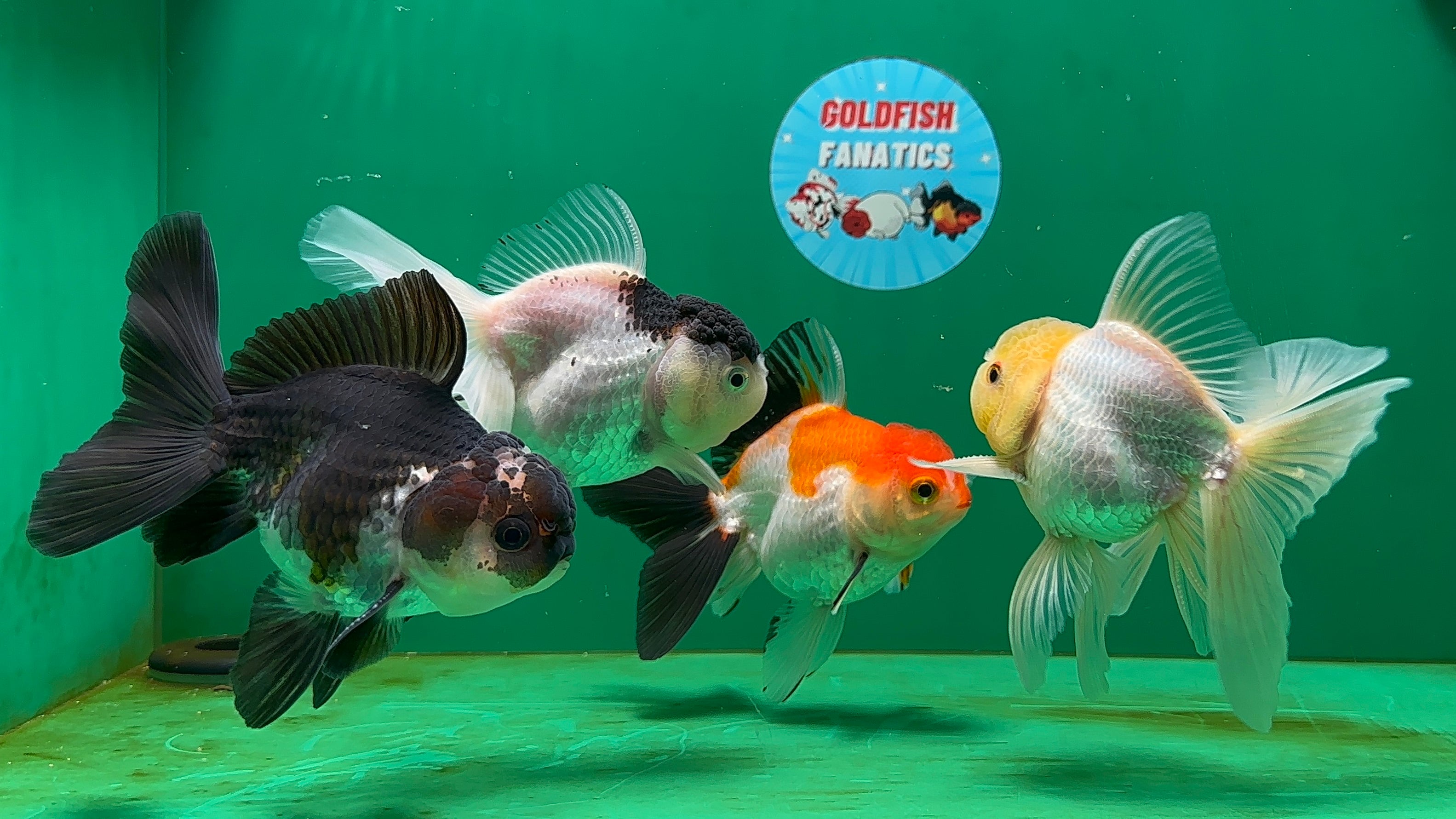 [QUAD] Mix Color Oranda 4-4.5 inches #052325QO_03 – Goldfish Fanatics