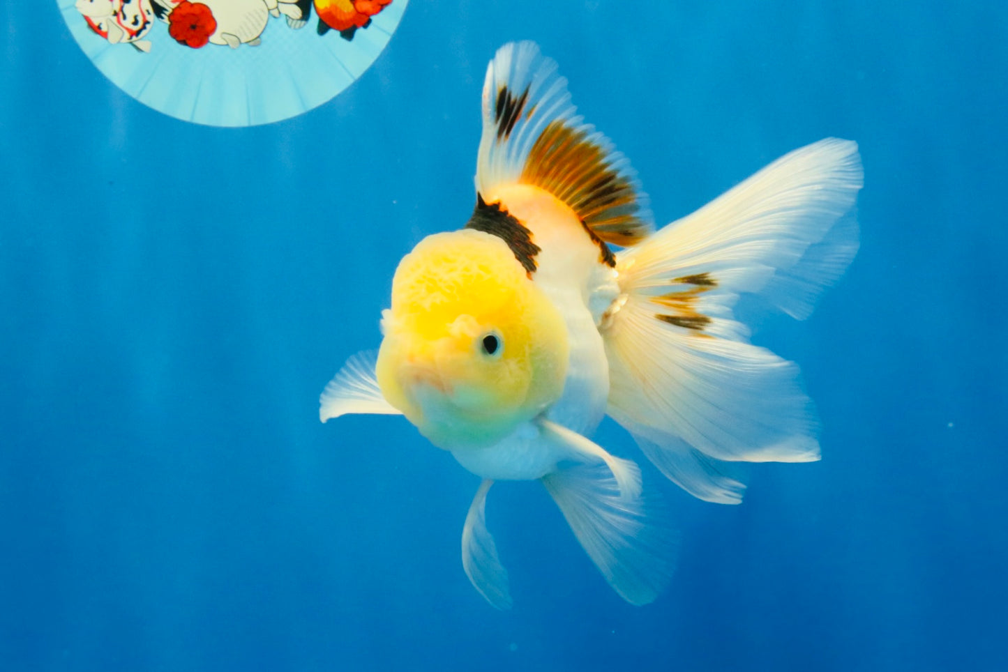[SINGLE] Tricolor Oranda Male 4.5 inches #032026SO_07