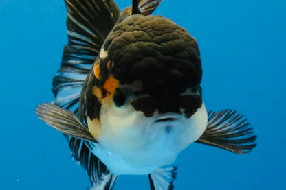 [SINGLE] Tricolor Oranda Male 4-4.5 inches #041726SO_01