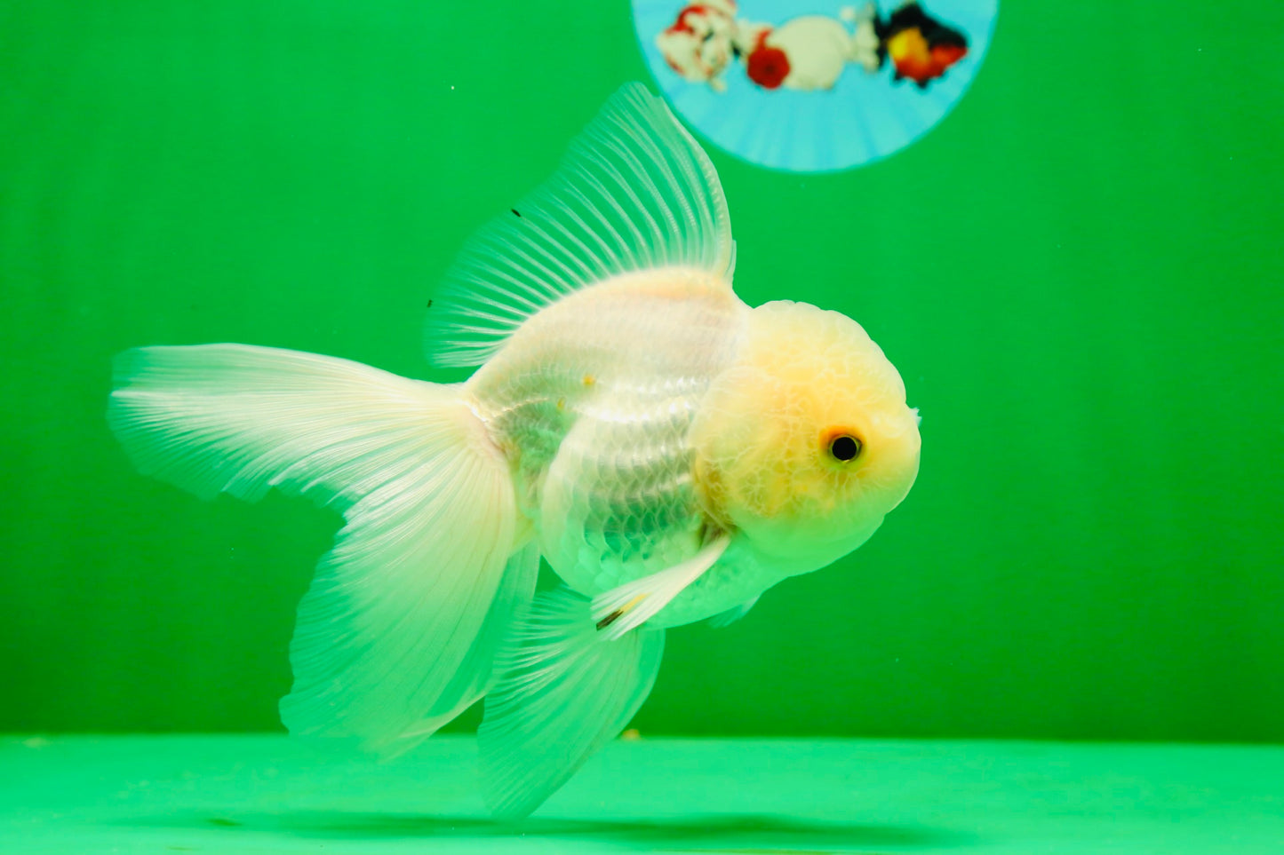 [SINGLE] White Oranda Male 4.5 inches #041825SO_05
