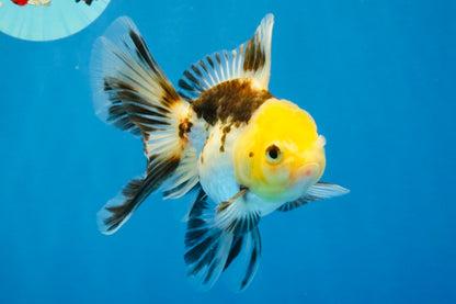[SINGLE] Tricolor Oranda Male 4.5 inches #041726SO_02
