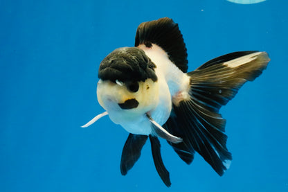 [SINGLE] Panda Oranda Male 4.5 inches #040326SO_08