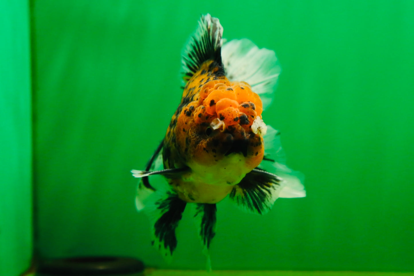 [SINGLE] Tiger Oranda Male 4.5-5 inches #080825SO_08