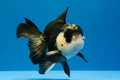 [SINGLE] Panda Button Eyes Oranda Male 4.5 inches #041026SO_09