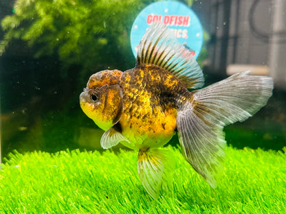 [SINGLE] Kirin Oranda Female size 4.5 inches #112224SO_06