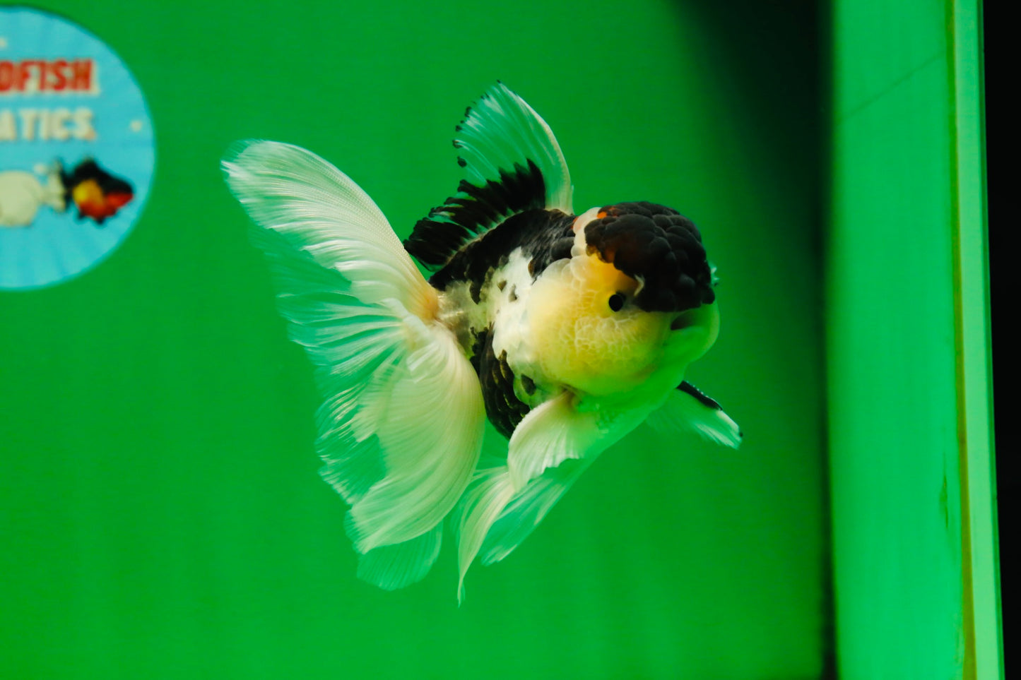 [SINGLE] Panda Oranda Male 4.5-5 inches #080825SO_07