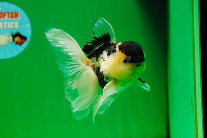 [SINGLE] Panda Oranda Male 4.5-5 inches #080825SO_07