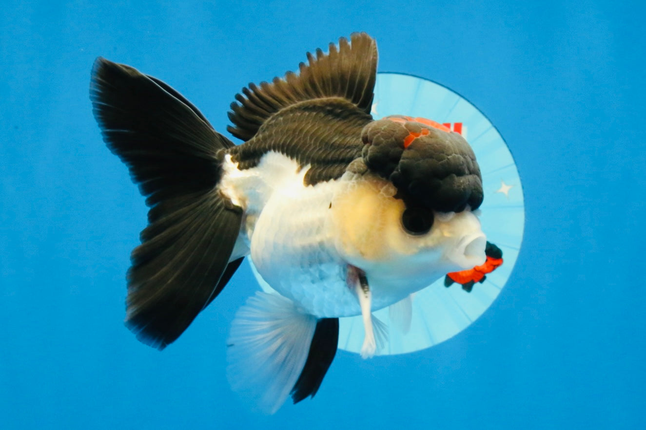 [SINGLE] Tricolor Bottom Eyes Oranda Male 4-4.5 inches #022726SO_07