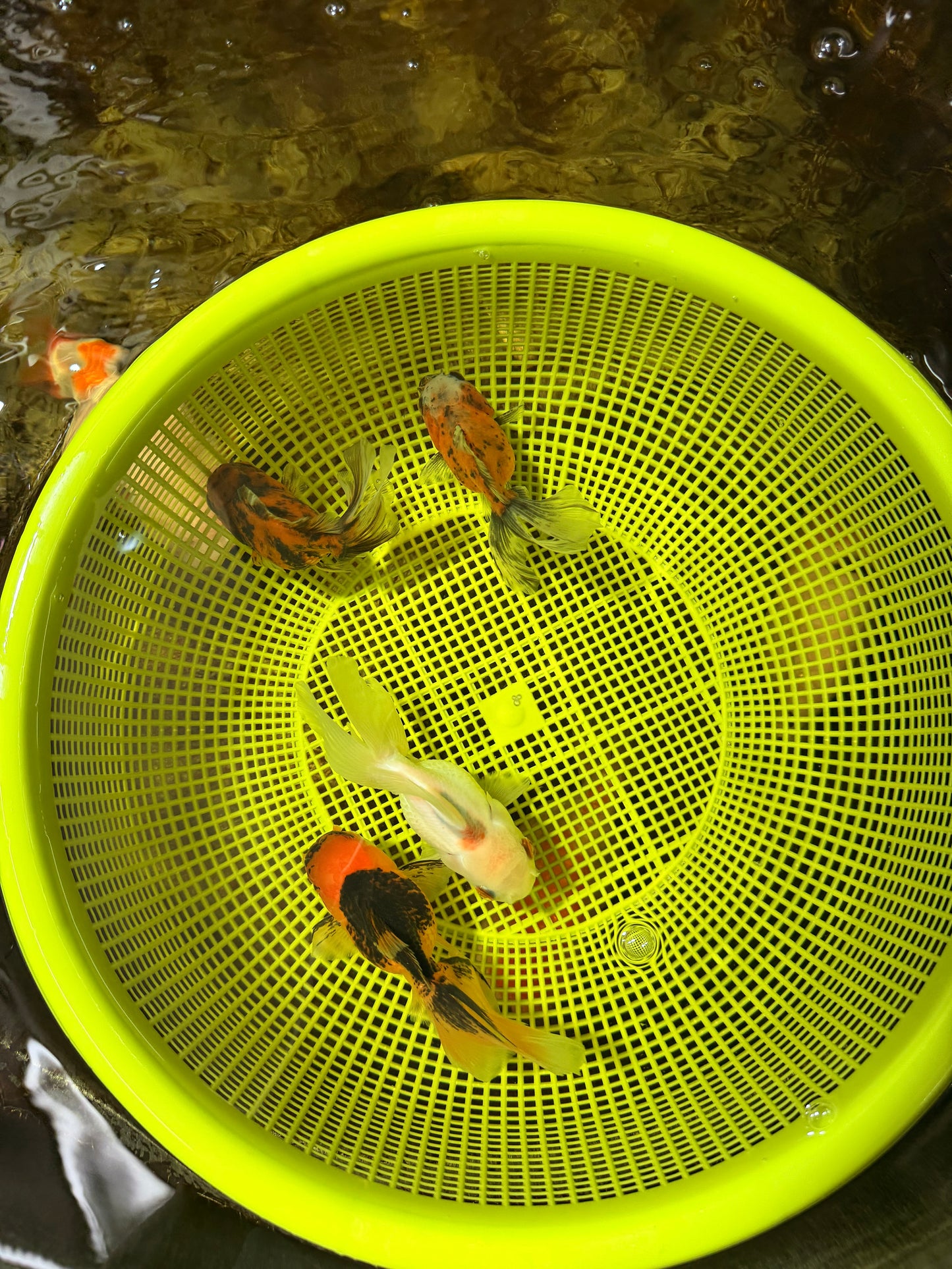 [QUAD] Mixed Color Oranda 3.5-4.5 inches #121925QO_04